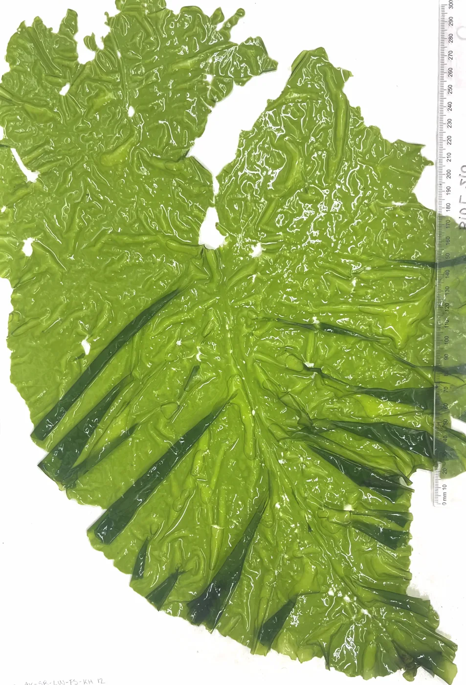 Translucent ruffled green blades of Ulva fenestrata